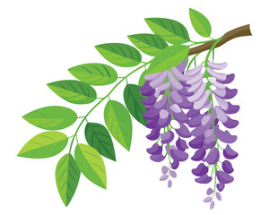 Sticker - Wisteria flower with green leaves vector illustration on white background