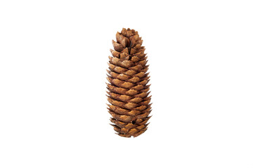 Wall Mural - christmas pine cone isolated on white or transparent png