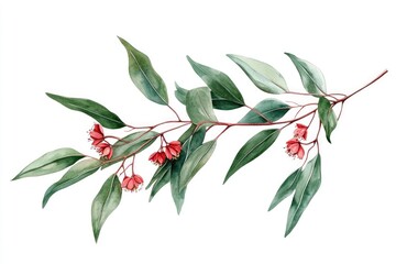 Watercolor Eucalyptus Branch. Hand-Drawn Illustration of Exotic Australian Flora in Vibrant Colors