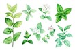 © Yevhen - Watercolor Peppermint Plant Collection for Natural Aromatherapy Spa Care