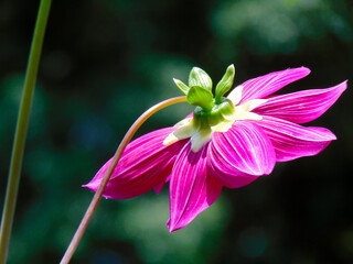 Wall Mural - Fuchsia dahlia flower back view and its sepals