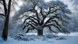 © MS - Majestic Snow-Covered Tree in Winter