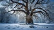 © MS - Majestic Snow-Covered Tree in Winter