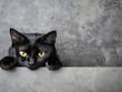 © DZMITRY - Black bombay cat lying on the ground at home with fluffy short hair. Adorable domestic pet idea.