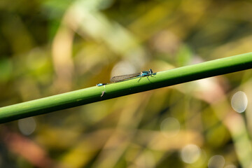 Wall Mural - Rambur's Forktail resting on a plant