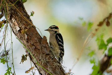 Wall Mural - Downy Woodpecker looking for food in a tree