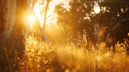 Poster - A sunny day with sunlight filtering through tree branches, perfect for use in nature and outdoor scenes