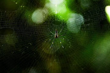 spider on web
