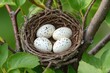 © Ева Поликарпова - Nesting scene with four eggs and twigs, suitable for spring or nature-themed designs