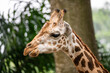 © Darcy - Giraffe (Giraffa camelopardalis) close up, showing spots and bumps on head and ears.