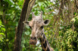 © Darcy - Giraffe (Giraffa camelopardalis) close up, showing spots and bumps on head and ears.