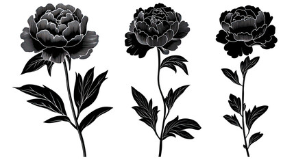 Poster - Three Elegant Black Peony Icons on Transparent Background Generative AI
