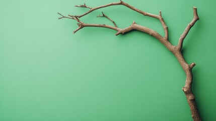 Poster - A Single, Curved, Brown Branch Against a Green Background