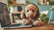 © Vilaphon  - A cute Miniature Goldendoodle enjoying music through wireless headphones, leaning over a laptop with paws resting on the keyboard, captured in a fun and cozy setting