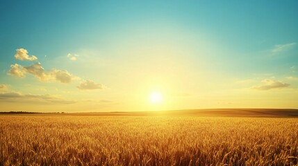 Wall Mural - Golden Wheat Field at Sunset