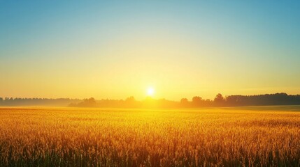 Wall Mural - Golden Field at Sunrise