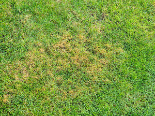 Wall Mural - Close-up of natural green grass with patches, highlighting healthy and dry areas, ideal for landscaping projects.