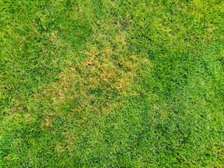 close-up of a patch of dry grass among vibrant green grass, showcasing the contrast between healthy 