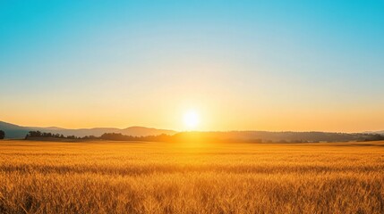 Wall Mural - Golden Sunset Over a Field of Wheat