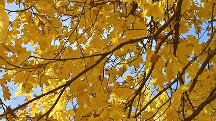 Poster - autumn landscape with maple  leaves