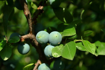 Wall Mural -  sloe..