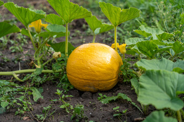 Wall Mural - Orange pumpkin grows in green garden