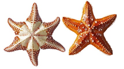 Poster - Bright Sea Starfishes on a Clear Background Generative AI