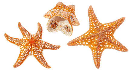 Poster - colorful sea starfishes collection on a transparent background generative ai