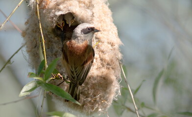 sparrow on the grass