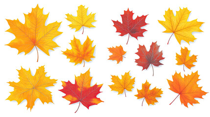Poster - Vibrant Yellow and Orange Maple Leaves on Clear Background Generative AI