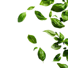 Fresh green basil leaves falling and floating isolated on white background herbal spices ingredient for food culinary aromatic flavoring plant vegan healthy organic natural food seasoning