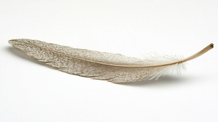 Poster - A Single Brown and White Bird Feather on a White Surface
