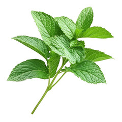 Fresh mint leaves isolated on Transparency Background peppermint spearmint aroma flavor fragrance herb green tea ingredient menthol plant organic natural healthy food cooking culinary ingredient