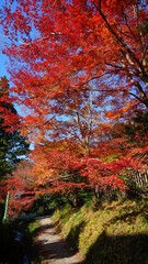 Wall Mural - 京都の紅葉