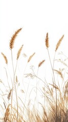 Naklejka na meble Present a realistic image of wheat stalks with golden grains against a pure white background, emphasizing the texture and natural elegance of each detail.