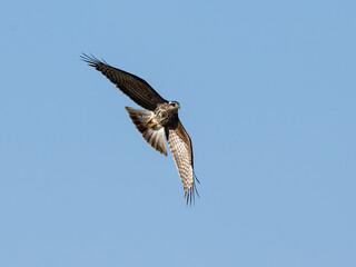 Wall Mural - Snail Kite gliding through the clear blue sky