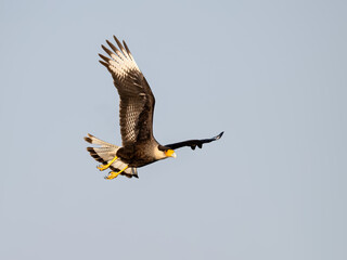 Wall Mural - Crested Caracara in flight against blue sky