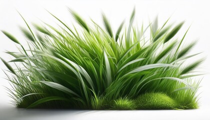 close up of green grass isolated on white background.