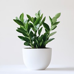 Wall Mural - A potted ZZ plant with glossy green leaves in a white ceramic pot against a white background.