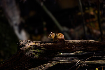 Wall Mural - the eastern chipmunk (tamias striatus) in the park. the chipmunk species found in eastern north amer