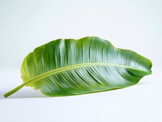 A large green leaf displayed on a light background, emphasizing natural beauty.