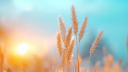 Golden wheat stalks gently swaying in the soft evening light under a vibrant sky