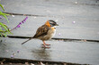 © Angela - Rufous-collared sparrow (Zonotrichia capensis) in the rain, at a high altitude lodge just outside of Cotopaxi National Park, Ecuador