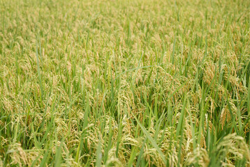 Agriculture, hand tenderly gently touching holding a young rice in the paddy field outdoor.