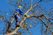 © Branislav - Tree arborist using chainsaw to cut tree down, while wearing safety gear. Woodcutter in uniform climbing and working on heights, process of tree trunk pruning and sawing on a top in sunny day.