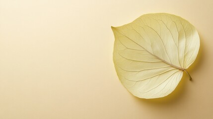 Poster - A Delicate, Light Yellow Leaf with Intricate Veins on a Beige Background