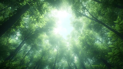 Tranquil forest canopy, sunlight filtering through dense green trees in a peaceful woodland