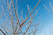 © schankz - A branch covered in frost and snow