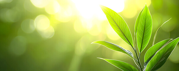 Wall Mural - Fresh Green Leaves in Natural Light