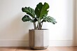 © Sasha - concrete planter with fiddle leaf fig a tall minimalist concrete